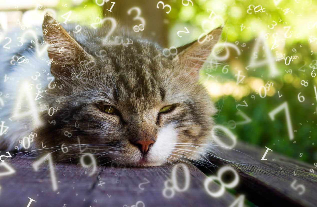 Charakter twojego pupila jest zapisany w cyfrach. Numerologia zwierząt