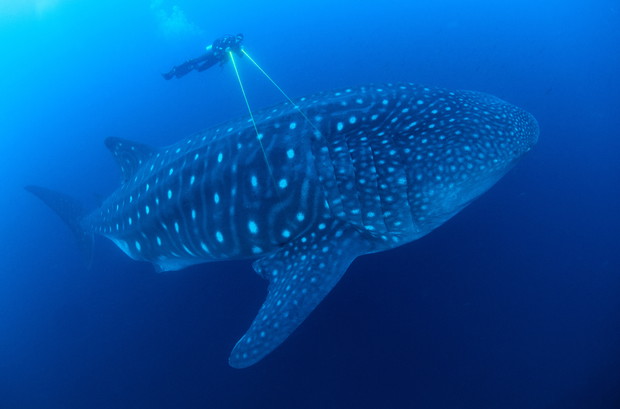 Kadr z serialu Błękitna Planeta II BBC Earth