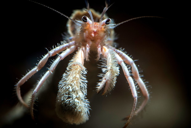 Kadr z serialu Błękitna Planeta II BBC Earth