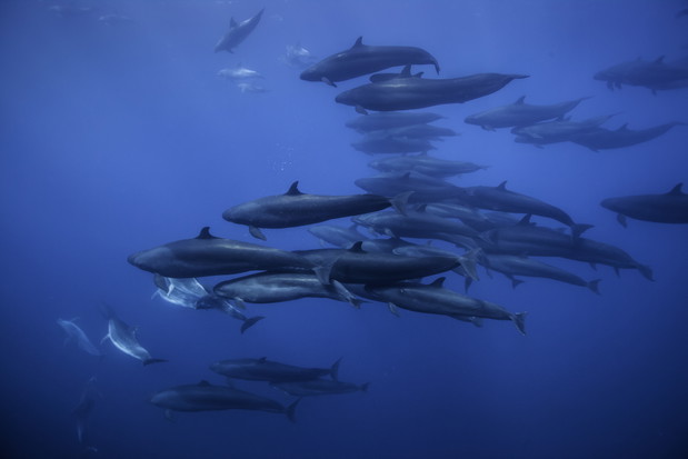 Kadr z serialu Błękitna Planeta II BBC Earth