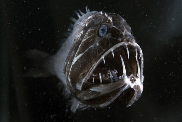 Kadr z serialu Błękitna Planeta II BBC Earth