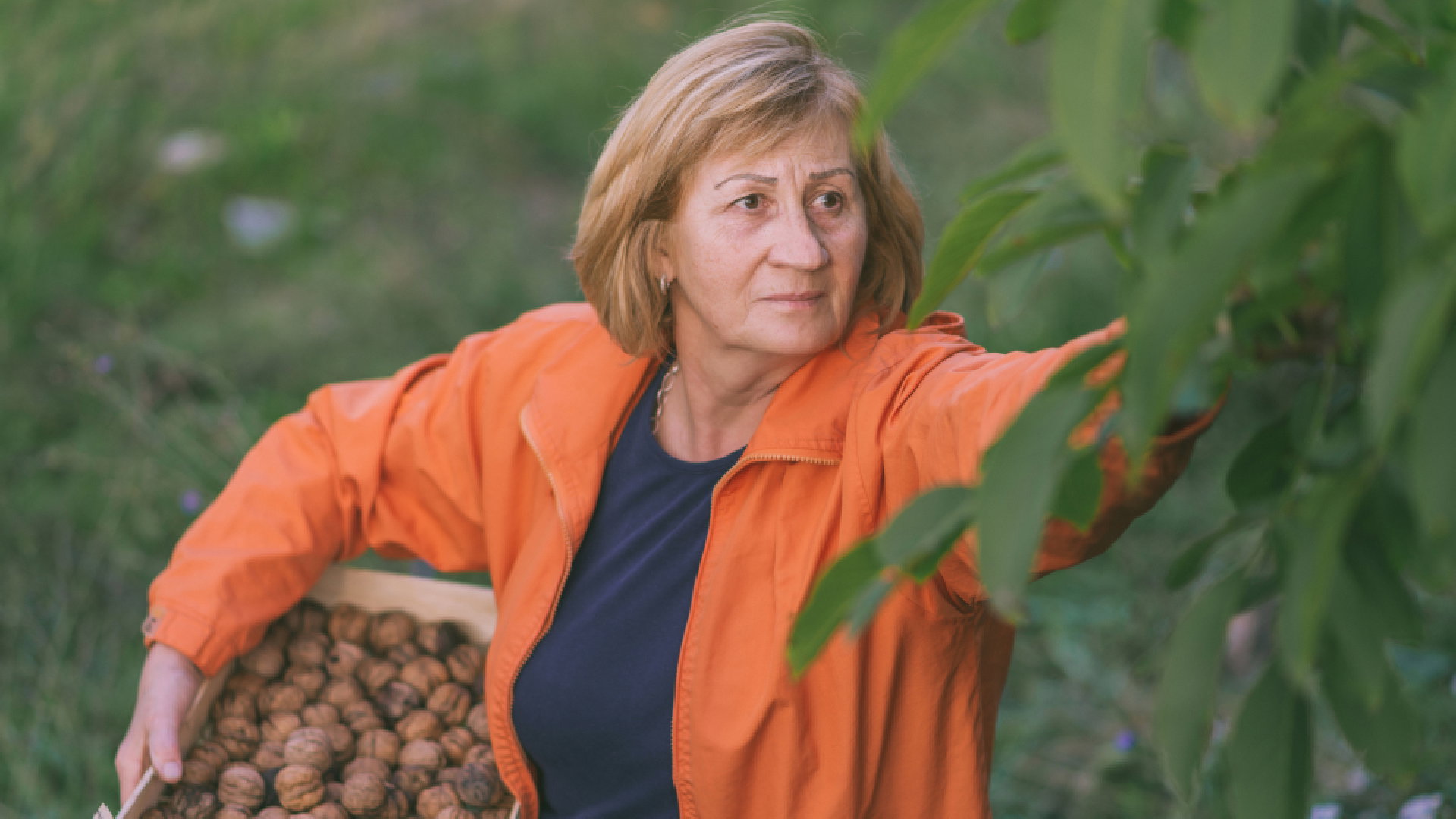 To drzewo czarnoksiężników. Jego pękające owoce chronią przed złem, ale też mogą je przyciągać