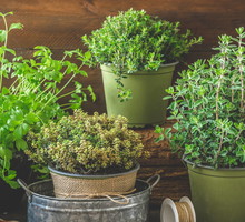 Wystarczy 1 szczypta, a jego serce zapuka w rytmie cza cza. Koniecznie dodaj ją do zupy