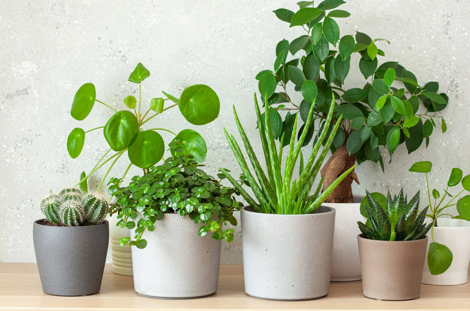 Ta roślina w domu przyciąga pieniądze. Zapewni ci szczęście w finansach