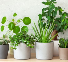 Ta roślina w domu przyciąga pieniądze. Zapewni ci szczęście w finansach