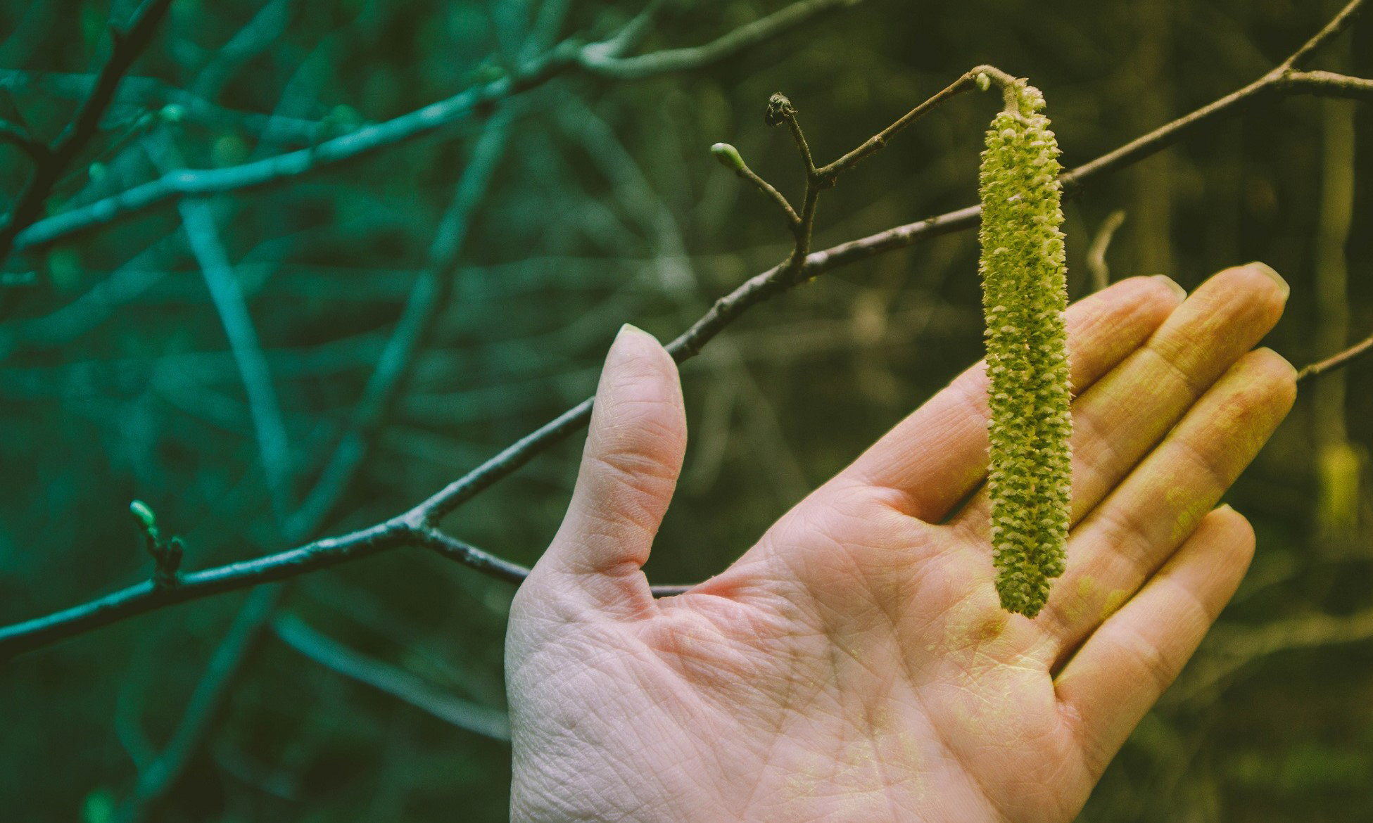 Ten 1 leśny składnik przyciąga bogactwo i chroni przed złem. Ma też inne cenne właściwości