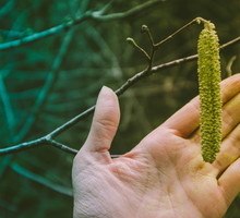Ten 1 leśny składnik przyciąga bogactwo i chroni przed złem. Ma też inne cenne właściwości