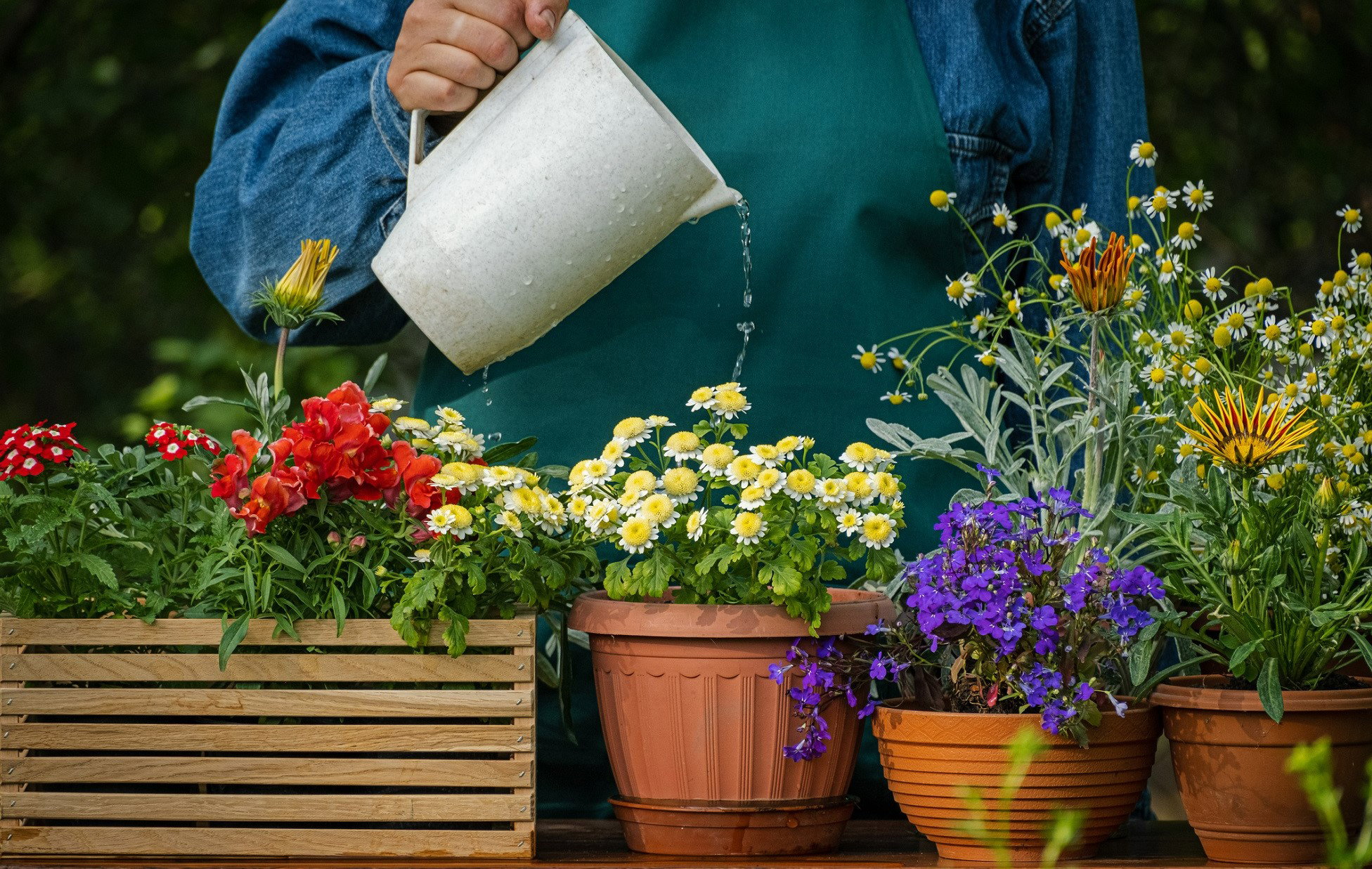 Ta roślina przyciąga pieniądze, łagodzi sny i odpędza zło. Musisz mieć ją w swoim domu