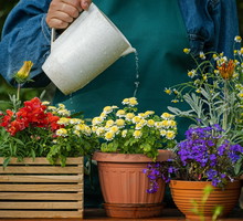 Ta roślina przyciąga pieniądze, łagodzi sny i odpędza zło. Musisz mieć ją w swoim domu