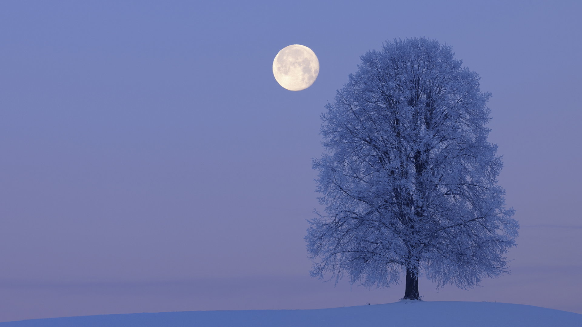 Horoskop na pełnię Księżyca w Lwie w lutym 2023