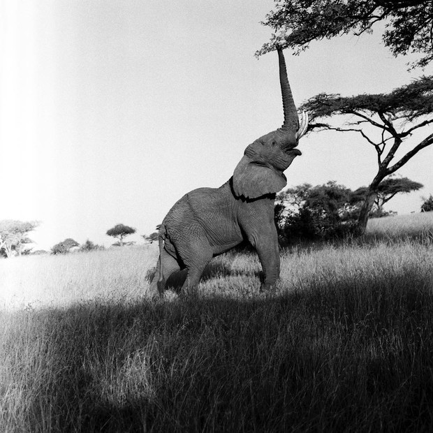 Zdjęcia Brooklyna Beckhama