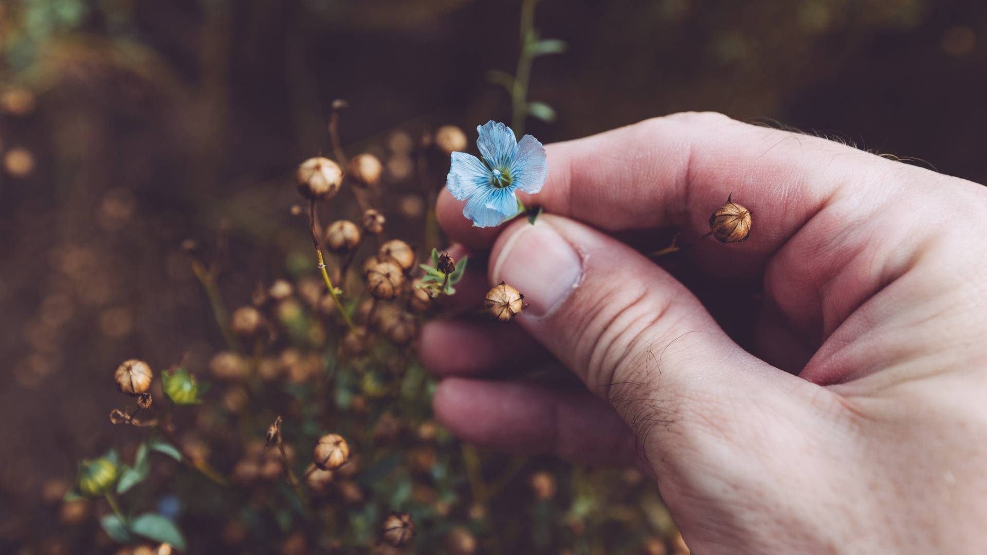Wyjątkowo skuteczny słowiański sposób na miłość i urodę. Namocz to w wodzie i gotowe