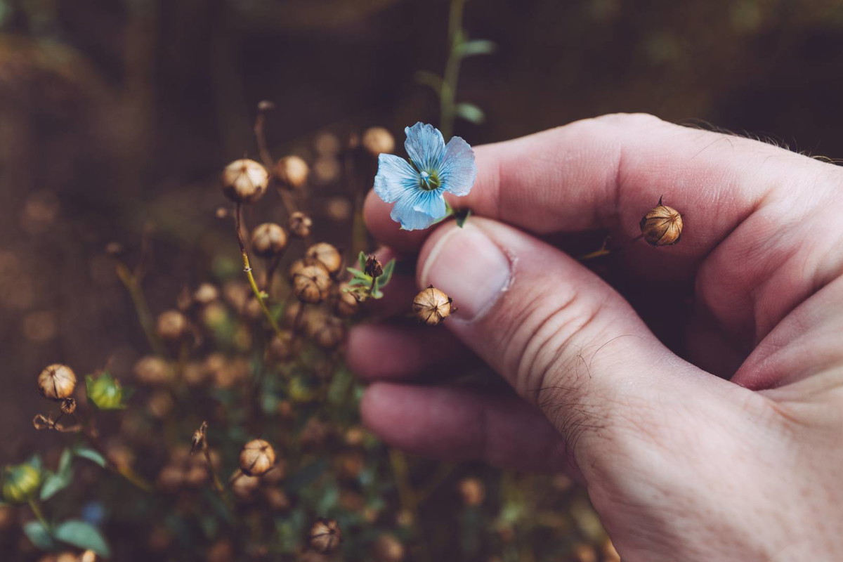 Wyjątkowo skuteczny słowiański sposób na miłość i urodę. Namocz to w wodzie i gotowe