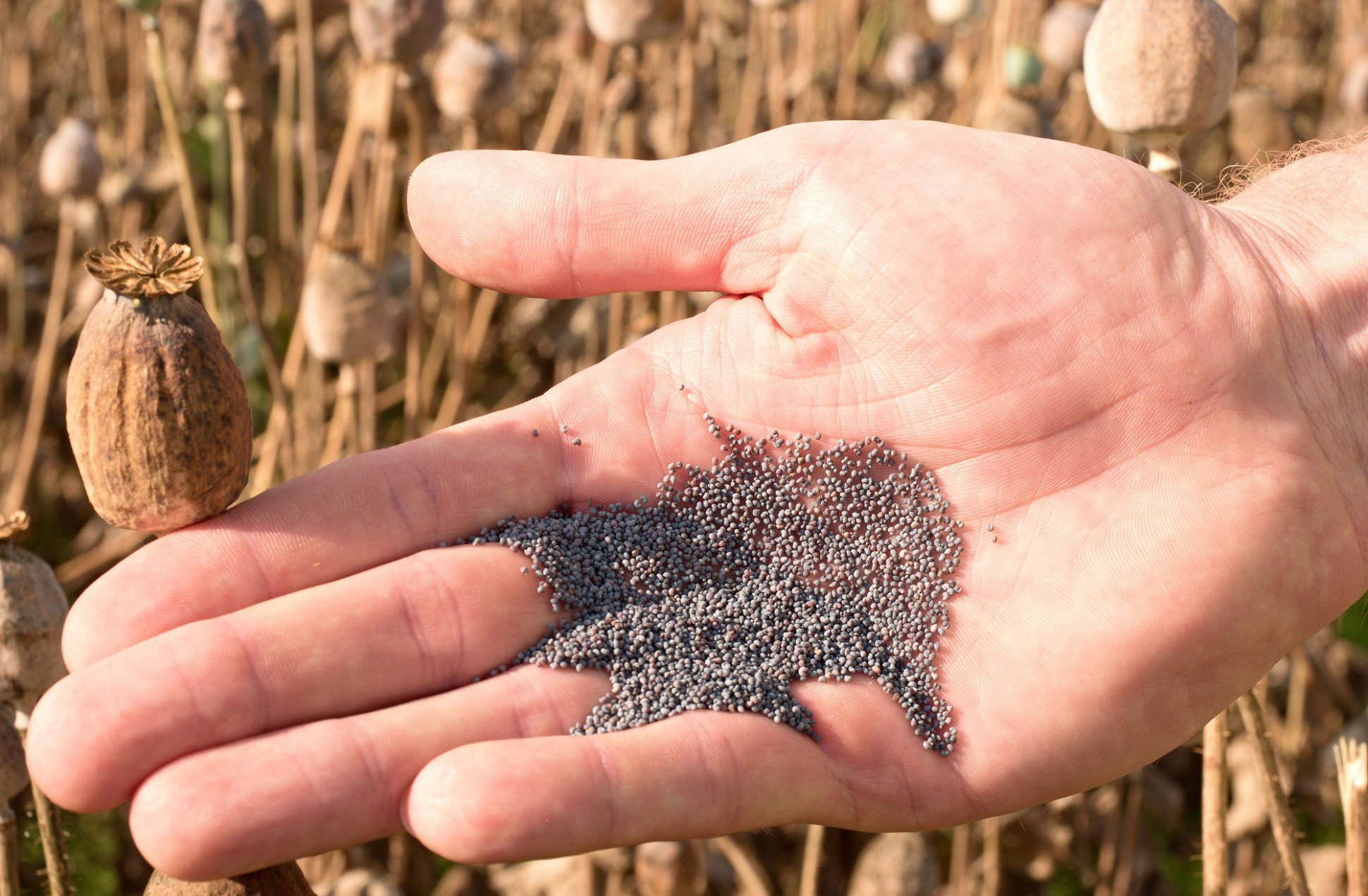 Zawsze miej kilka tych ziaren w domu. Przyciągają pieniądze i chronią przed złem