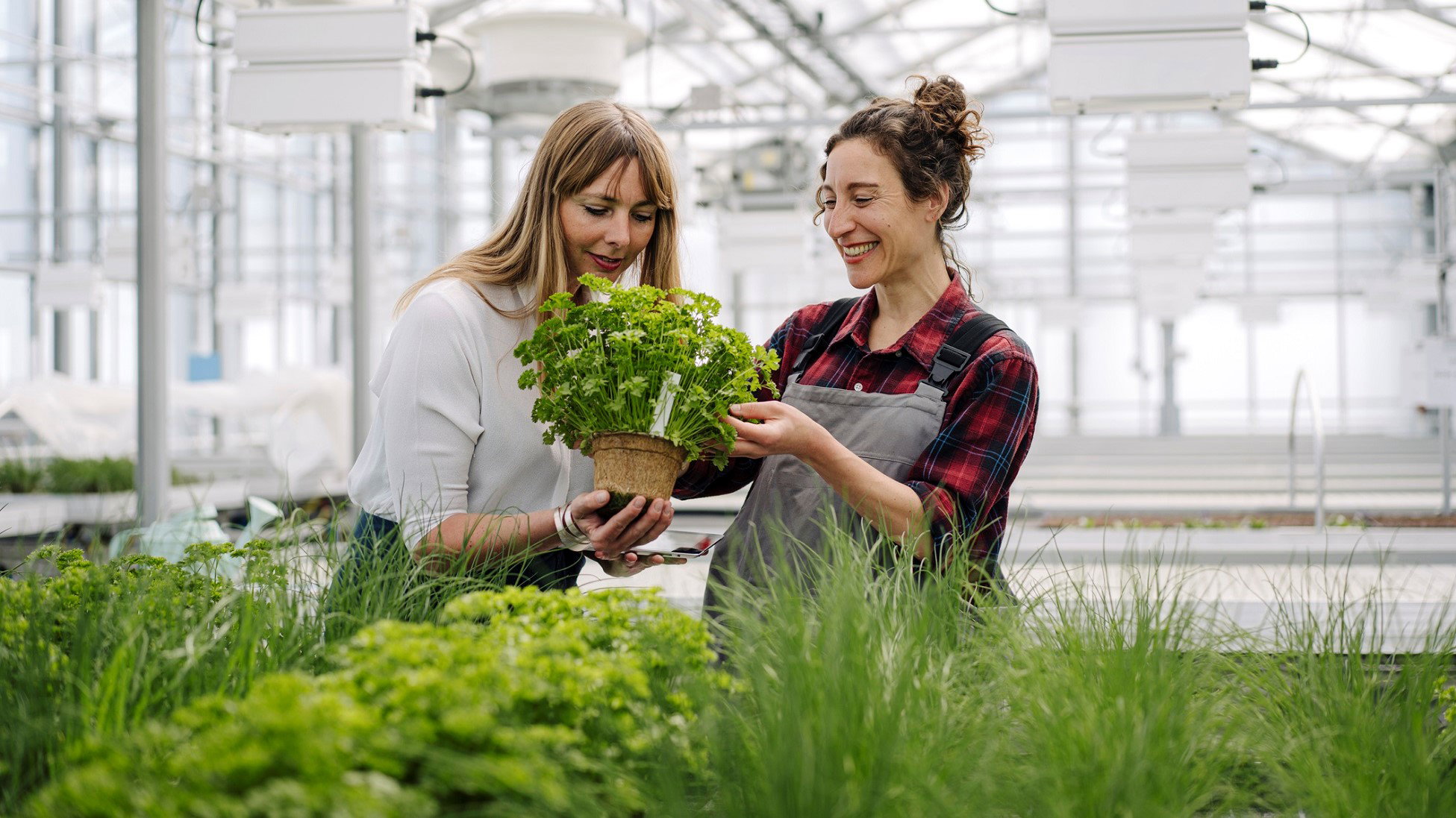 Nie dawaj tej rośliny w prezencie. Przynosi pecha i zniszczy wasze relacje