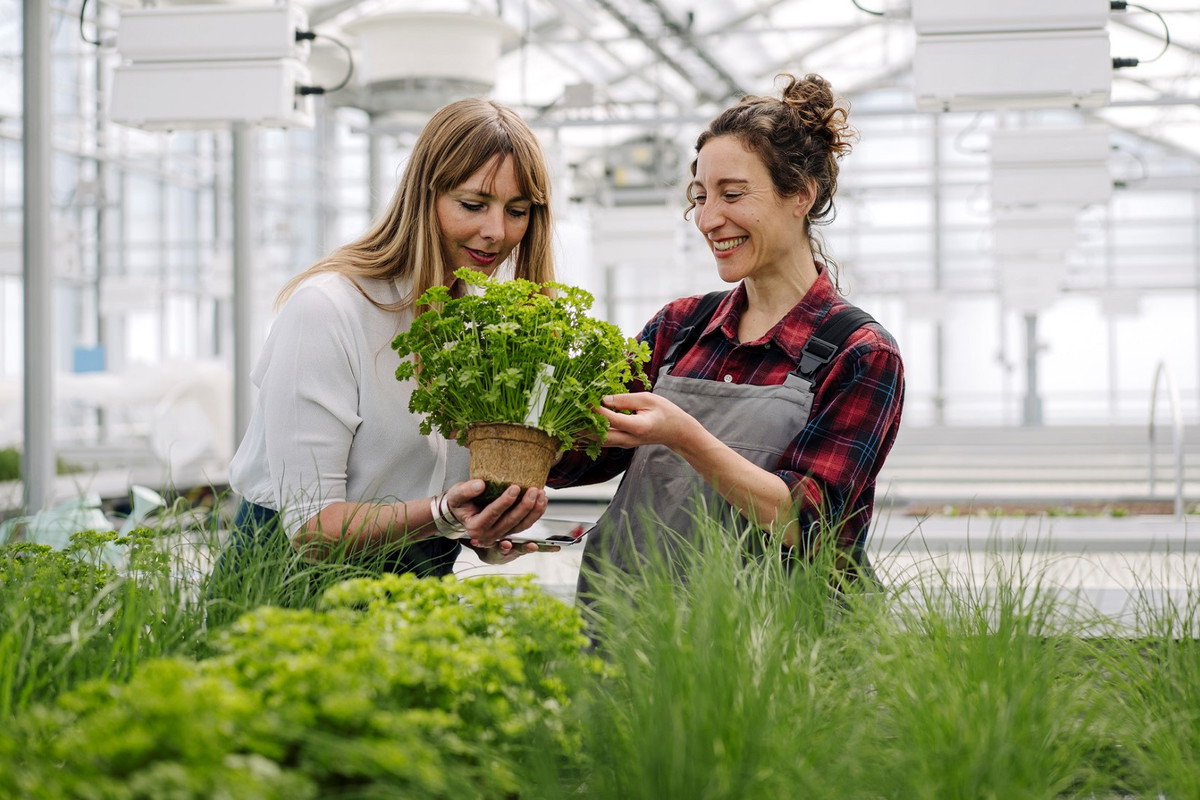 Nie dawaj tej rośliny w prezencie. Przynosi pecha i zniszczy wasze relacje