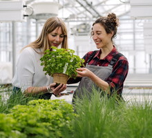 Nie dawaj tej rośliny w prezencie. Przynosi pecha i zniszczy wasze relacje