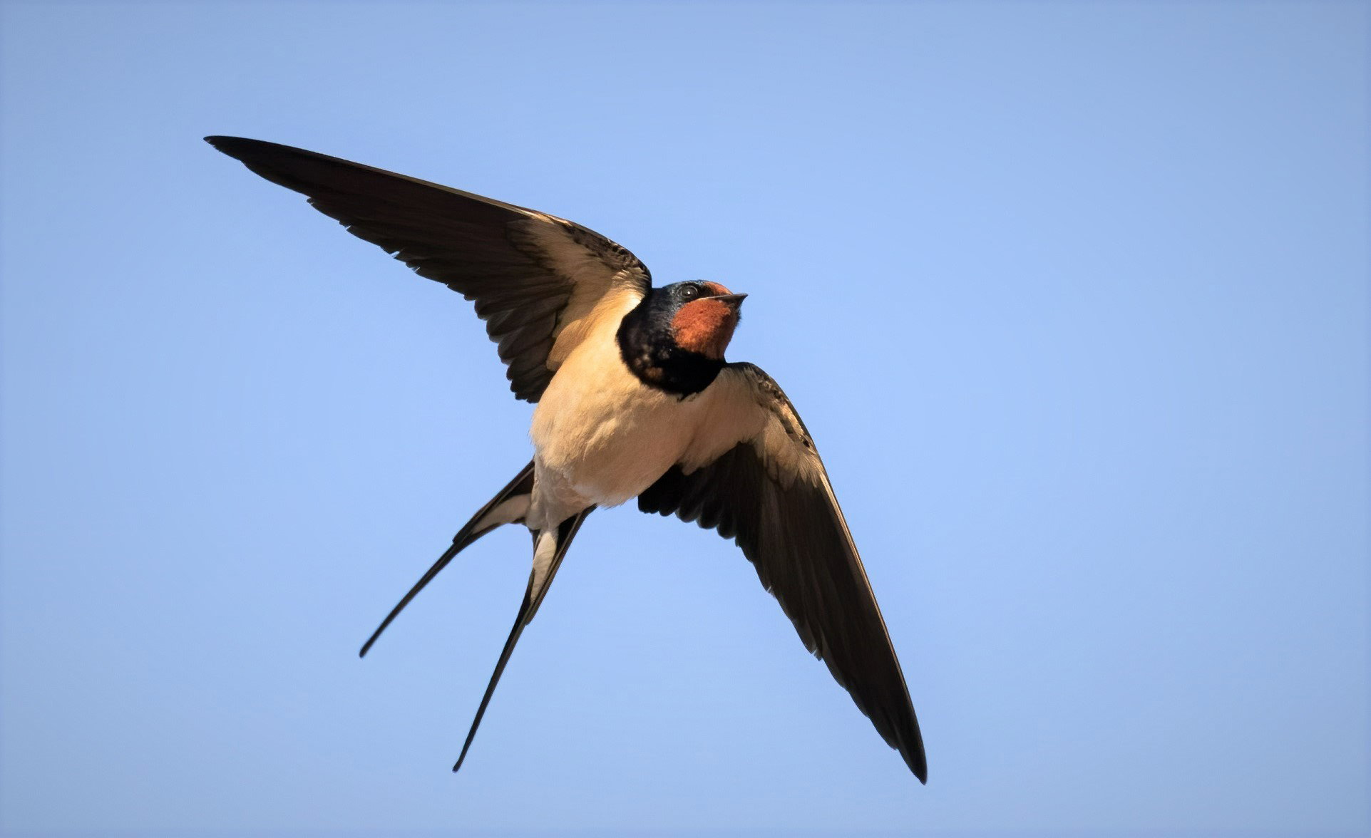 Jaskółka zwiastuje nie tylko wiosnę. Gdy ją zobaczysz, czeka cię jedna z 3 możliwości