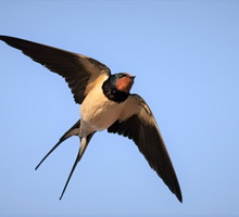 Jaskółka zwiastuje nie tylko wiosnę. Gdy ją zobaczysz, czeka cię jedna z 3 możliwości