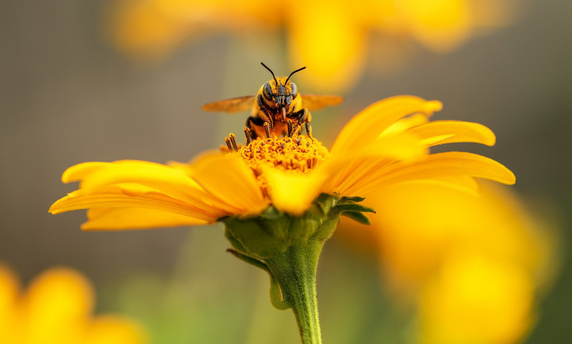 Ten wiosenny symbol przyniesie ci szczęście i powodzenie w pracy