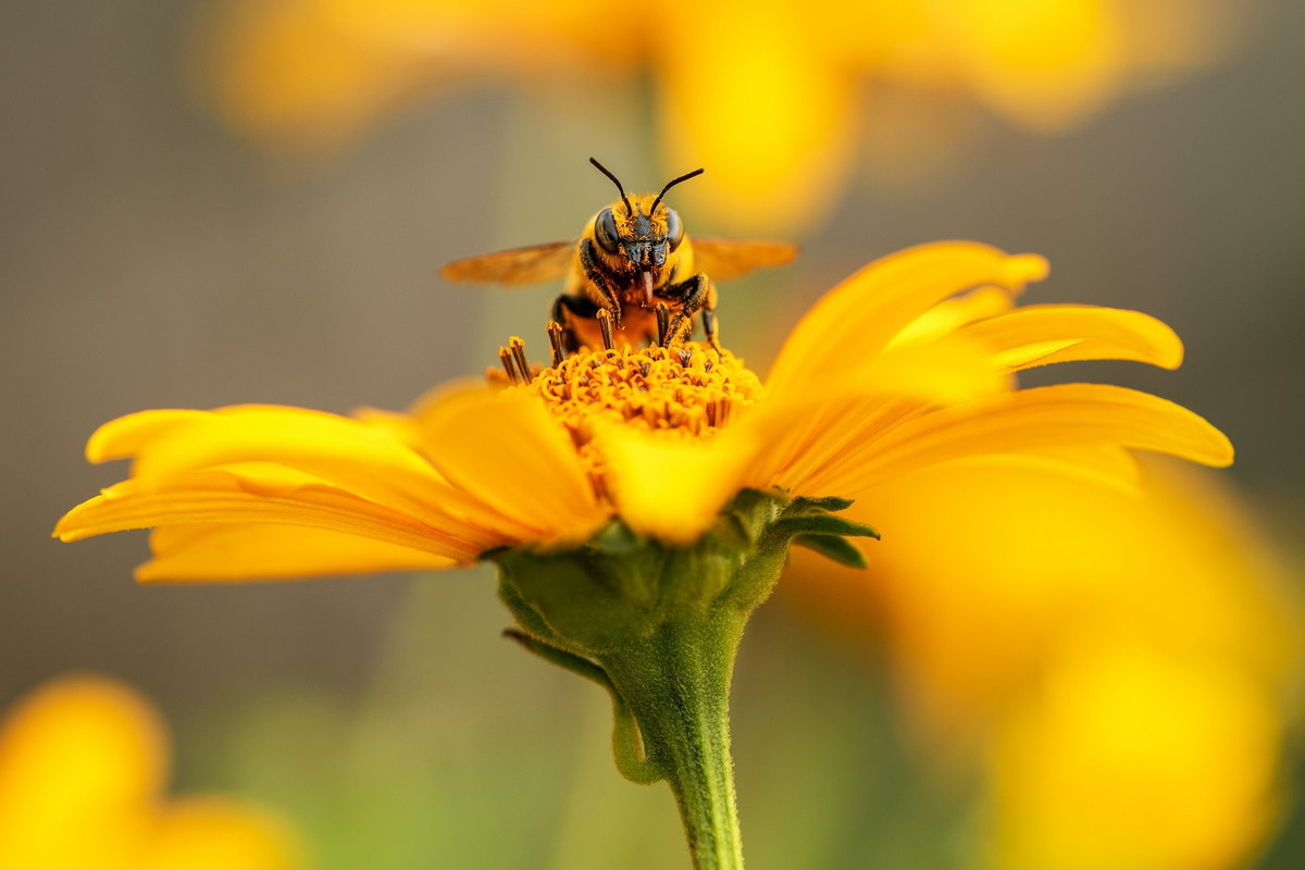 Ten wiosenny symbol przyniesie ci szczęście i powodzenie w pracy