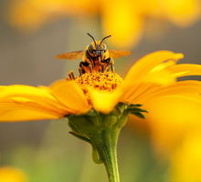 Ten wiosenny symbol przyniesie ci szczęście i powodzenie w pracy