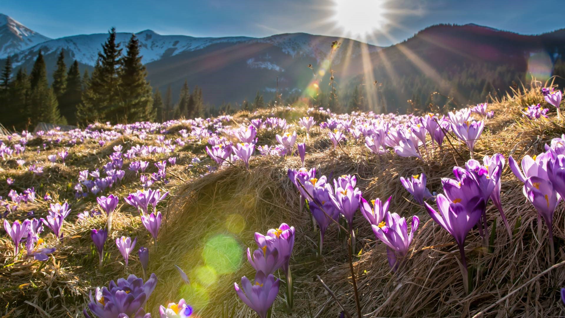 Ta oznaka wiosny przynosi szczęście. Czy już ją widziałaś w tym roku?