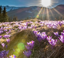 Ta oznaka wiosny przynosi szczęście. Czy już ją widziałaś w tym roku?
