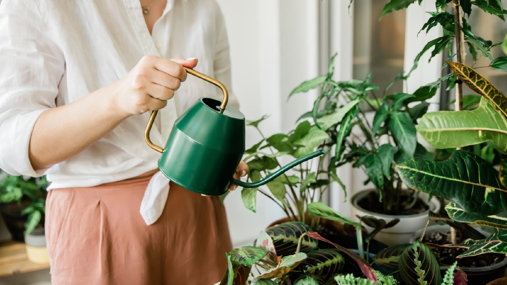 Wiosną zasadź w domu tę roślinę. Przyciągnie do ciebie małą fortunę i nie tylko