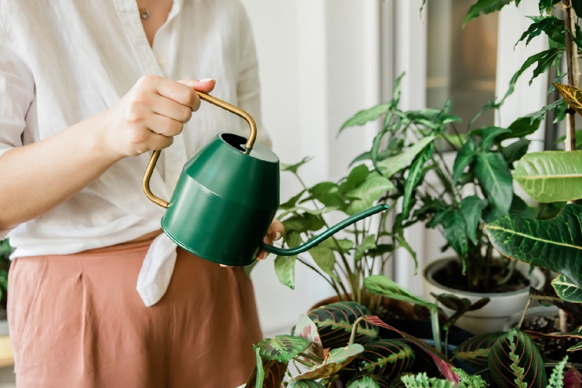 Wiosną zasadź w domu tę roślinę. Przyciągnie do ciebie małą fortunę i nie tylko