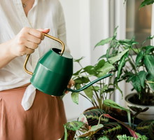 Wiosną zasadź w domu tę roślinę. Przyciągnie do ciebie małą fortunę i nie tylko