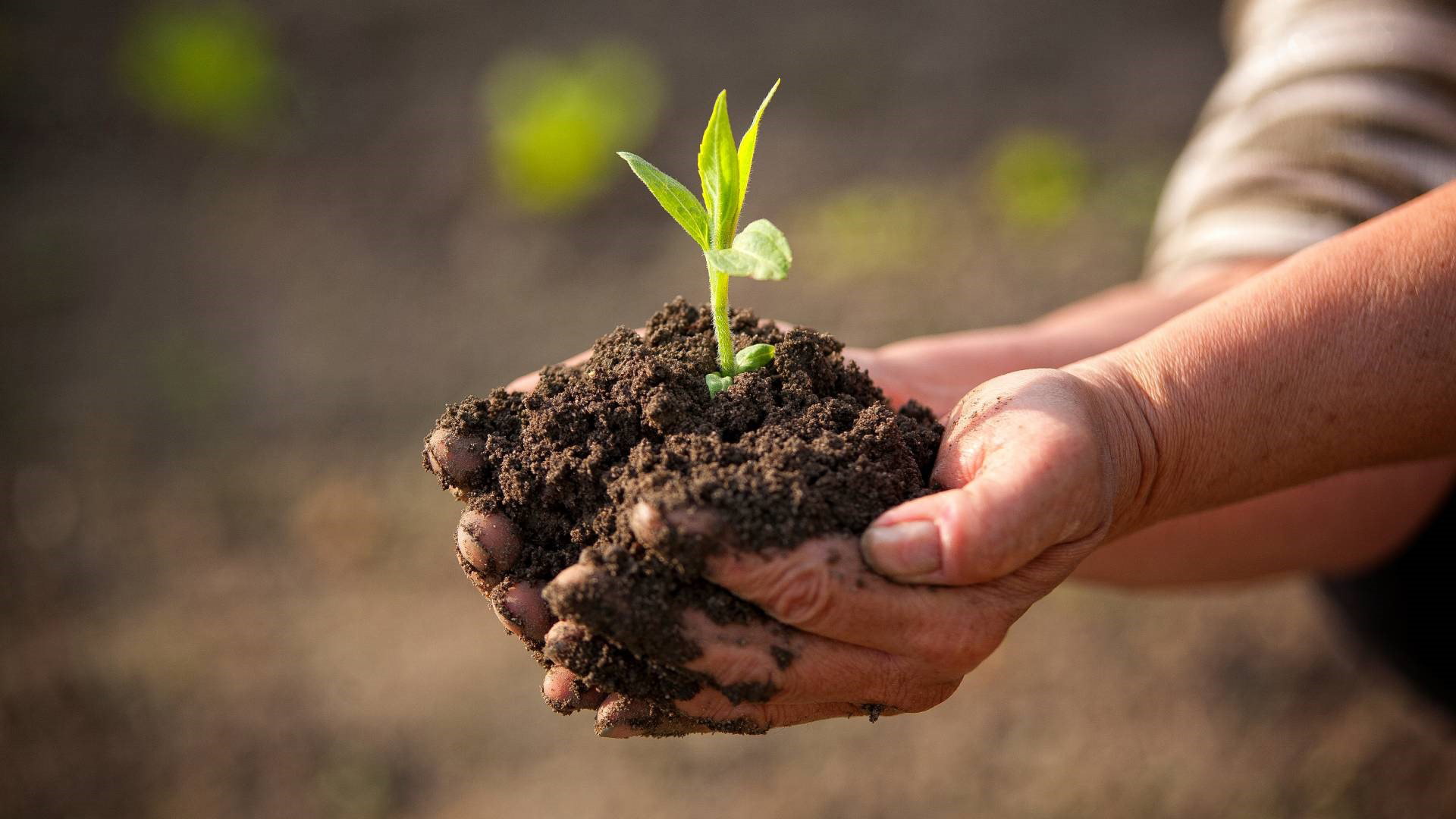 Zasiej nasiona na pieniądze. Przyciągną do ciebie małą fortunę, ale to nie jedyne korzyści A