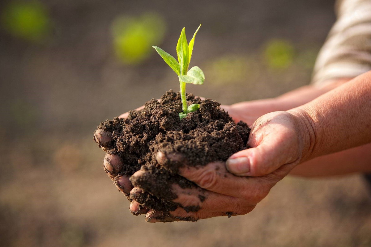 Zasiej nasiona na pieniądze. Przyciągną do ciebie małą fortunę, ale to nie jedyne korzyści A