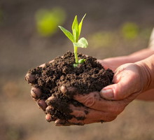 Zasiej nasiona na pieniądze. Przyciągną do ciebie małą fortunę, ale to nie jedyne korzyści A