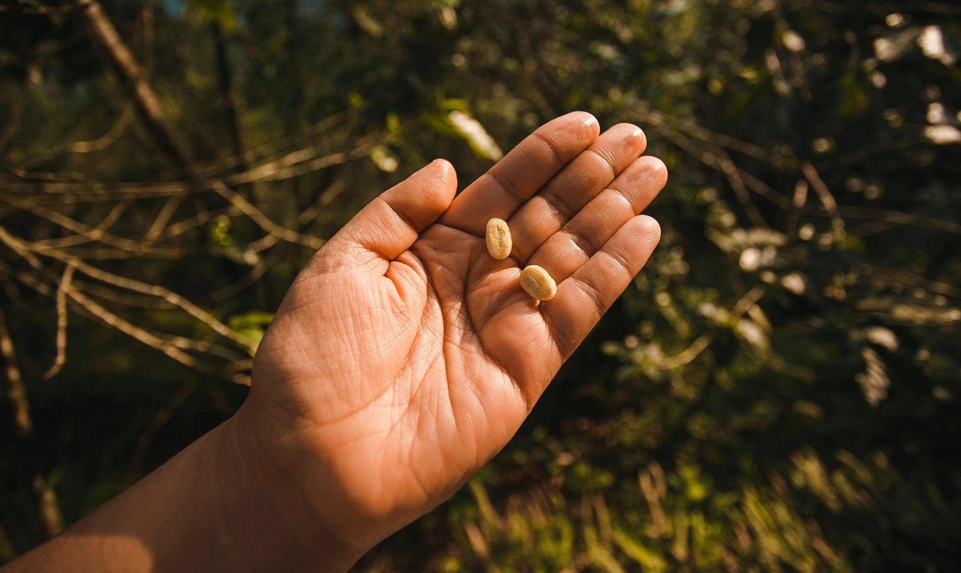 Włóż te 3 ziarna do kieszeni, a odmienisz swój los. Przyciągają też pieniądze i pomyślność