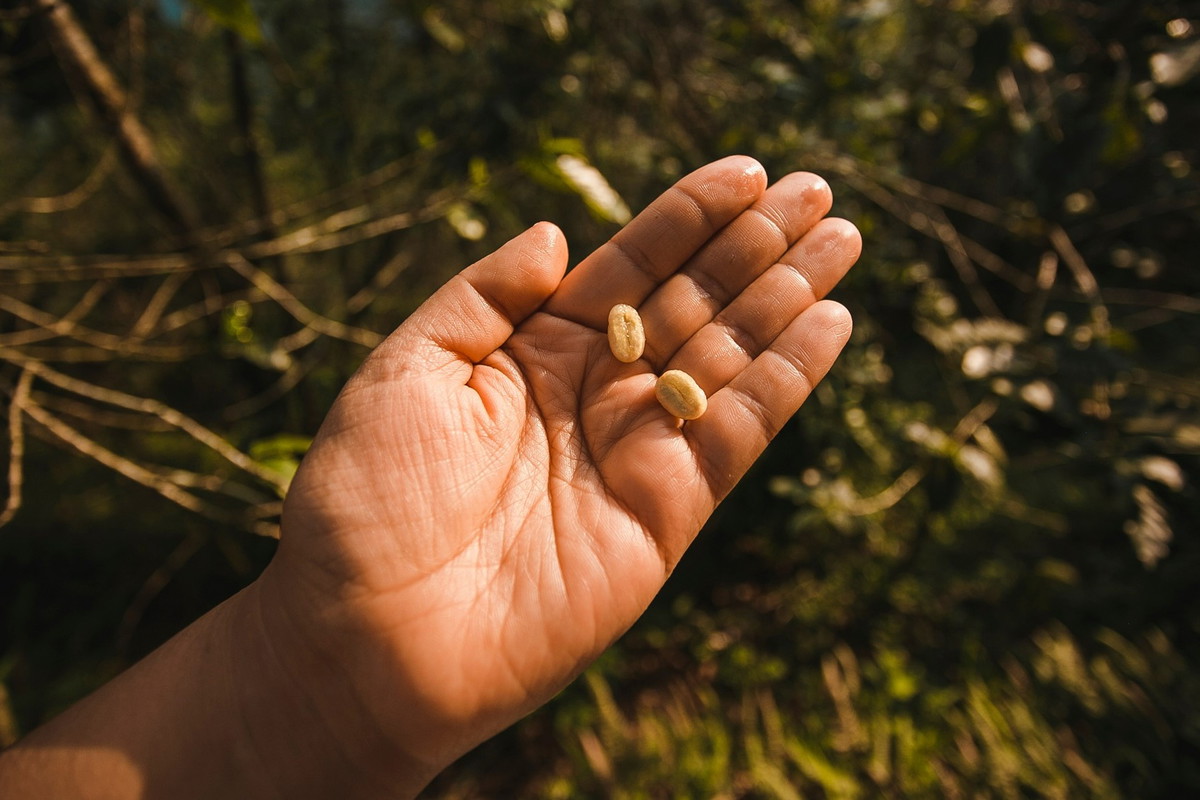Włóż te 3 ziarna do kieszeni, a odmienisz swój los. Przyciągają też pieniądze i pomyślność