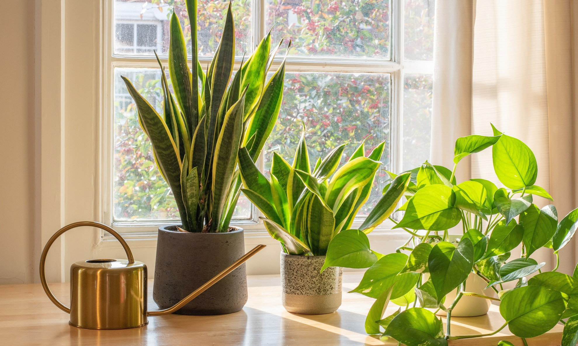 „Język teściowej” przyniesie ci szczęście w domu. Ma też inne, znaczące zalety