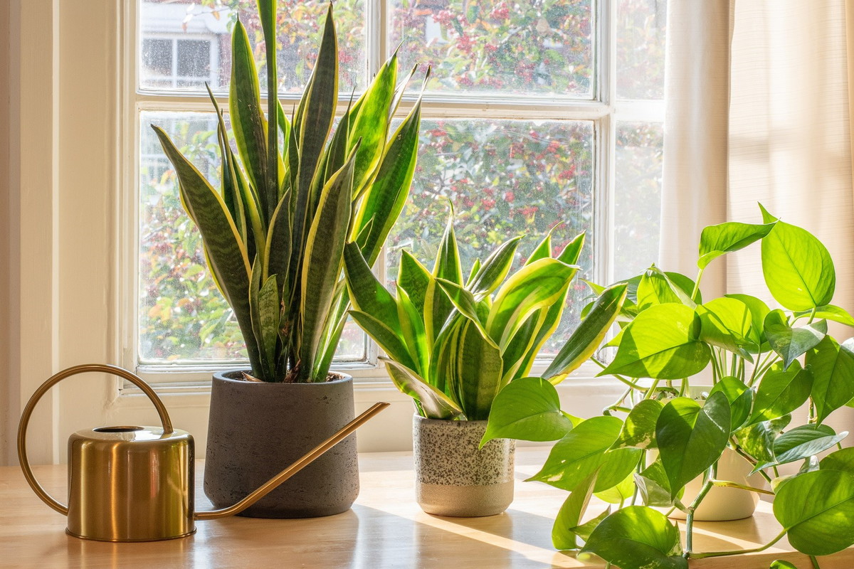 „Język teściowej” przyniesie ci szczęście w domu. Ma też inne, znaczące zalety