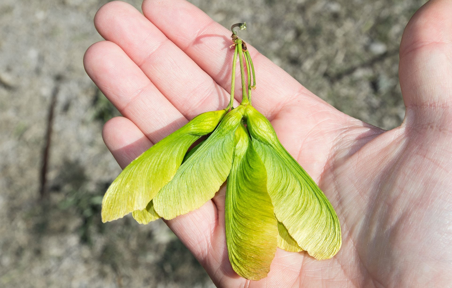Ten leśny drobiazg przynosi szczęście w finansach. Miej go zawsze przy sobie