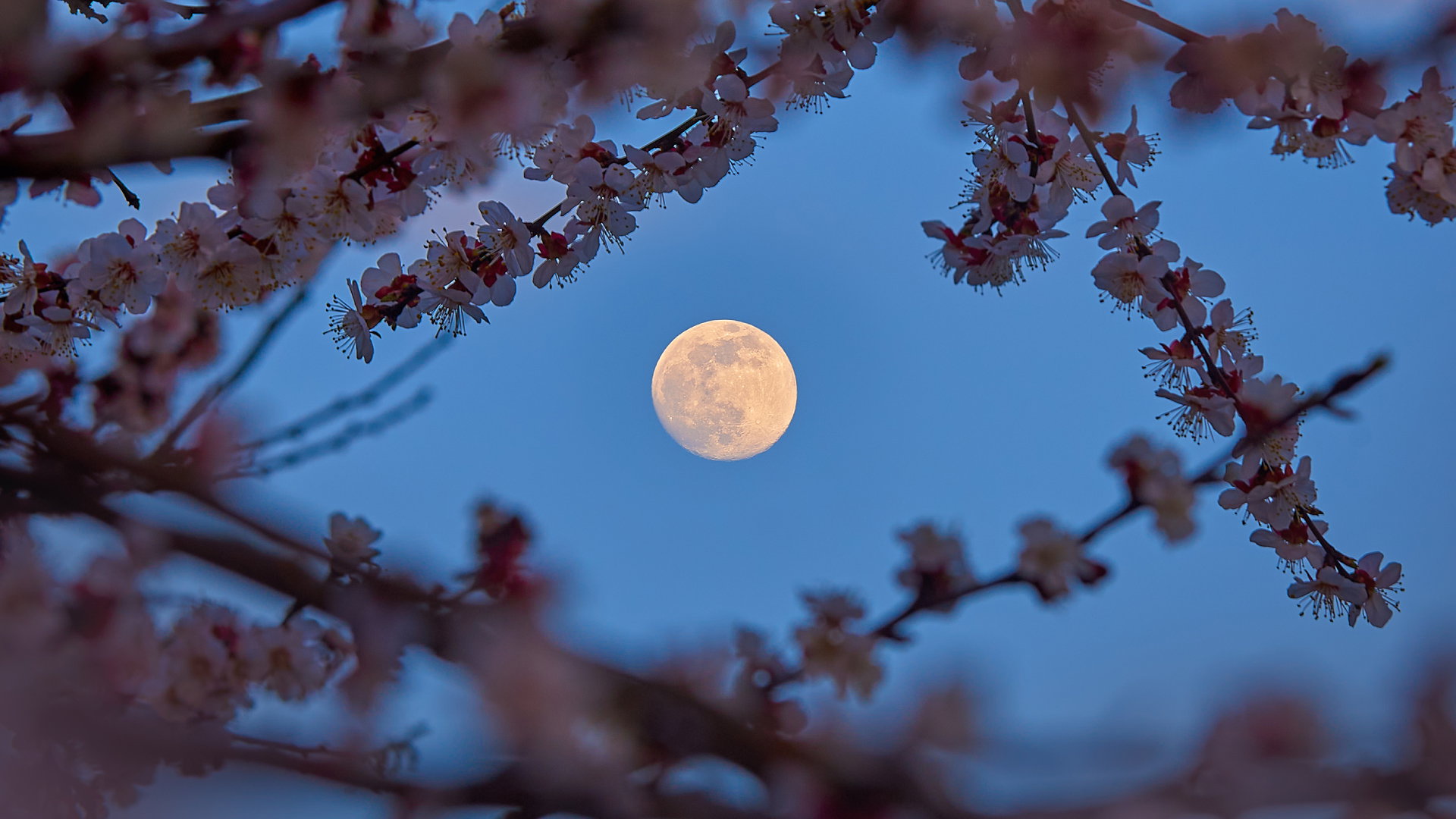 Horoskop na Pełnię Kwiatowego Księżyca w maju 2023