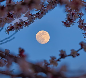 Horoskop na Pełnię Kwiatowego Księżyca w maju 2023