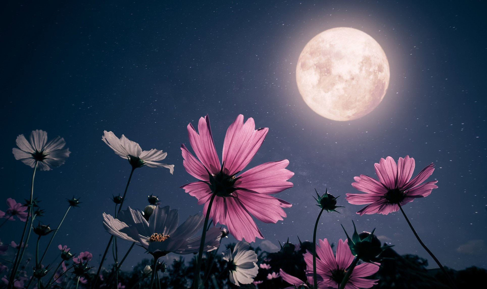 Miłosny rytuał na Pełnię Kwiatowego Księżyca. Zrób to przed snem, a wkrótce się zakochasz