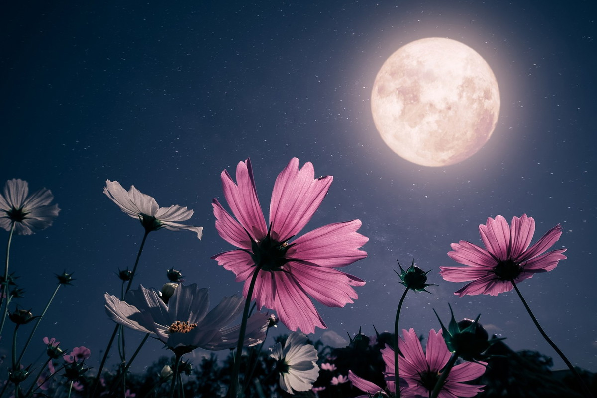 Miłosny rytuał na Pełnię Kwiatowego Księżyca. Zrób to przed snem, a wkrótce się zakochasz