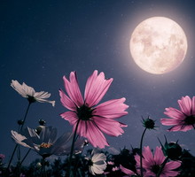 Miłosny rytuał na Pełnię Kwiatowego Księżyca. Zrób to przed snem, a wkrótce się zakochasz