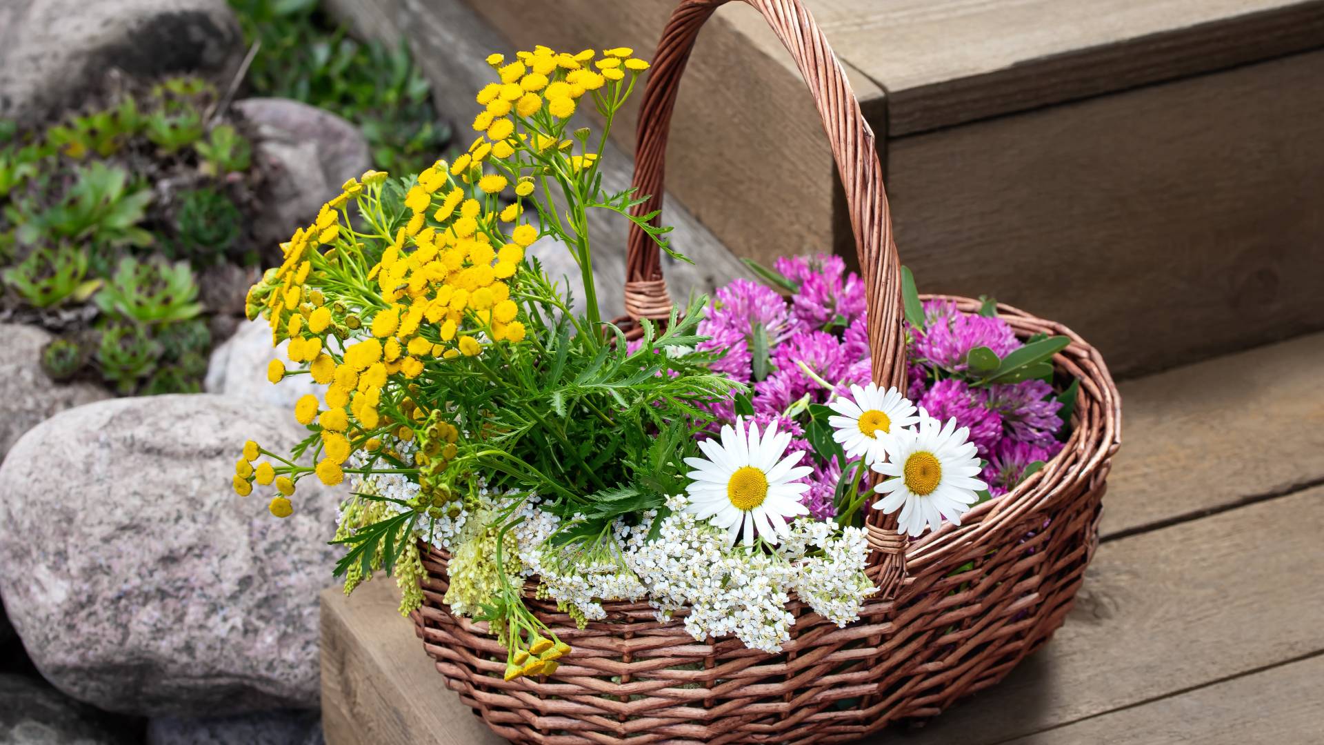 Rytuał na pomnożenie pieniędzy z użyciem wrotycz. Wystarczą 3 minuty AdobeStock Галина Сандалова