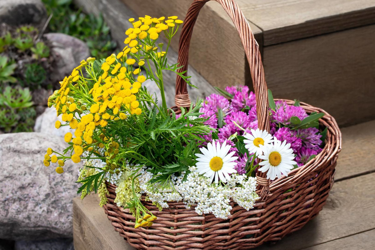 Rytuał na pomnożenie pieniędzy z użyciem wrotycz. Wystarczą 3 minuty AdobeStock Галина Сандалова