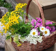 Rytuał na pomnożenie pieniędzy z użyciem wrotycz. Wystarczą 3 minuty AdobeStock Галина Сандалова