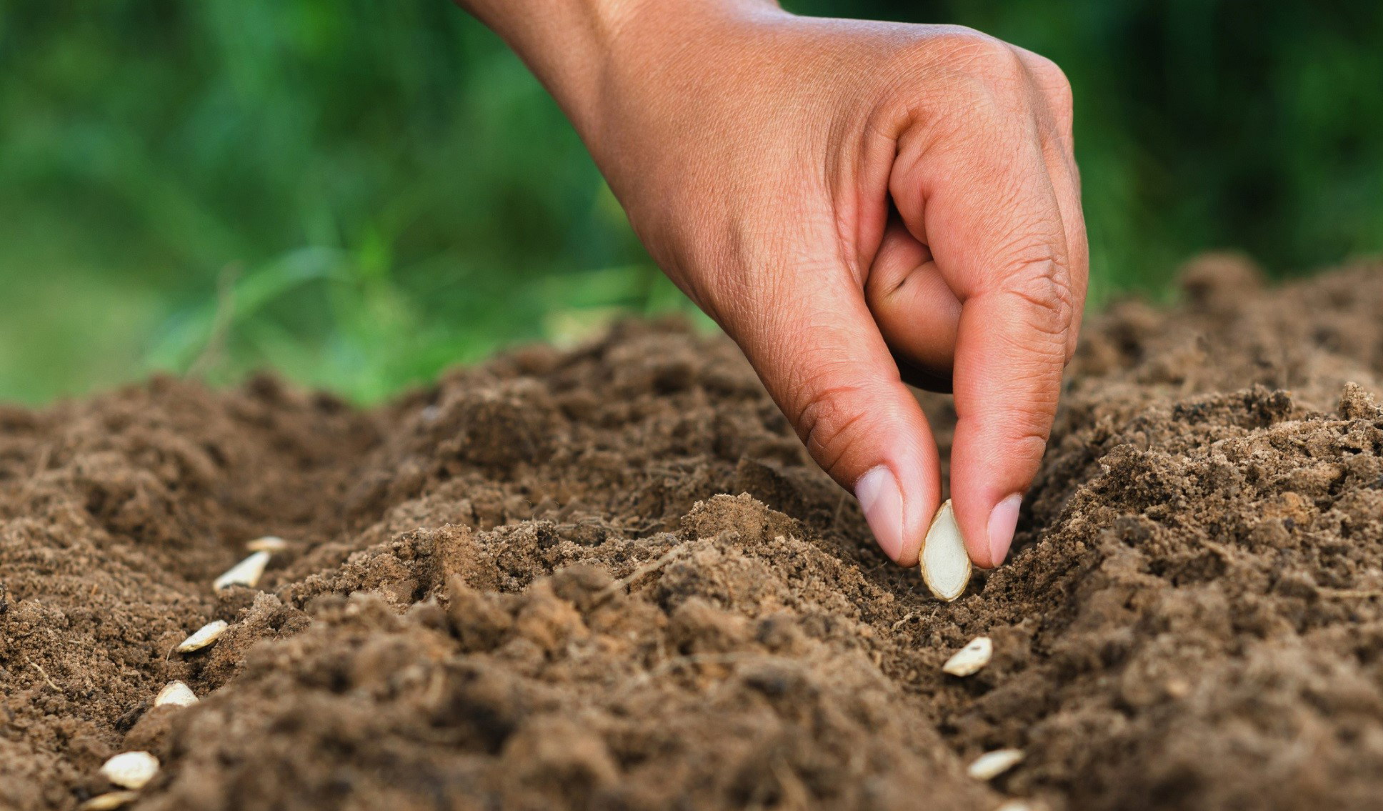Zasadź te ziarna przed końcem maja. Przyniosą ci szczęście w miłości i spokój w rodzinie