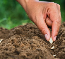 Zasadź te ziarna przed końcem maja. Przyniosą ci szczęście w miłości i spokój w rodzinie