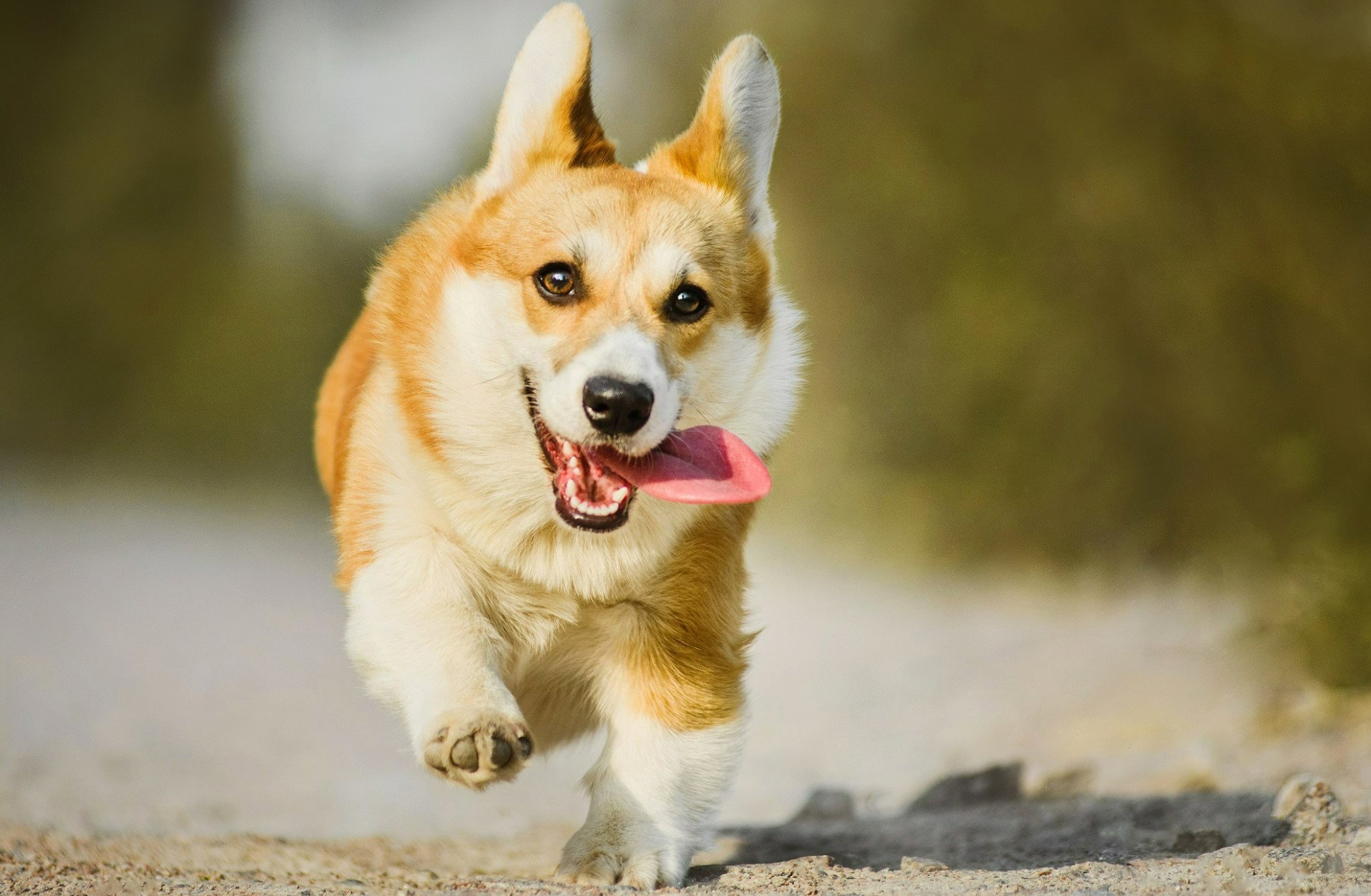 Jakie zwierzę w tobie siedzi? Numerologia wskazuje twoje zwierzęce wcielenie